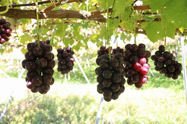 葡萄♣︎シャインマスカット実付き苗木 登録品種 マスカットノワールのセット宅急便 葡萄♣︎シャインマスカット実付き苗木 登録品種 マスカット